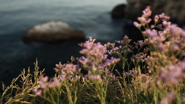 Seashore Rocky Island