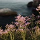Seashore Rocky Island - VideoHive Item for Sale