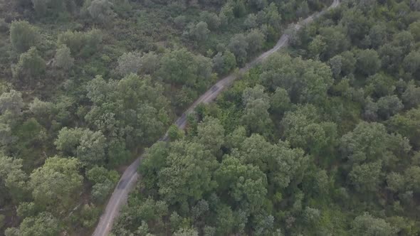 Path in the forest aerial view. Trees in nature park environment. Road in the wood.