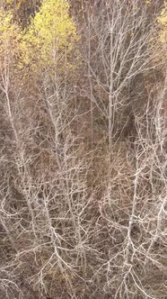 Vertical Video of an Autumn Forest During the Day