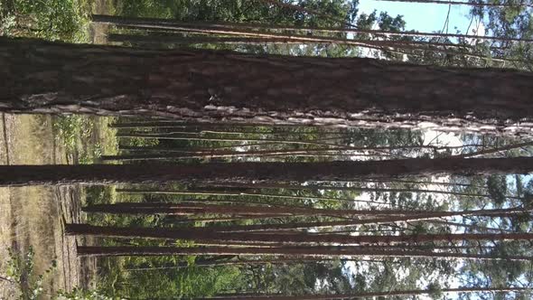 Vertical Video of Forest By Day