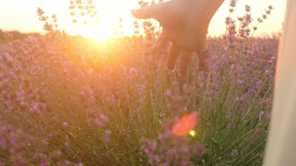 Slow Motion Hand in a Lavender Field at Sunset