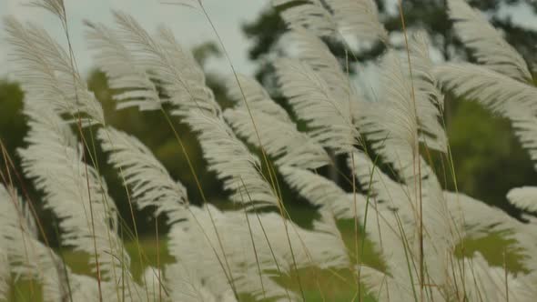 Grass On Wind
