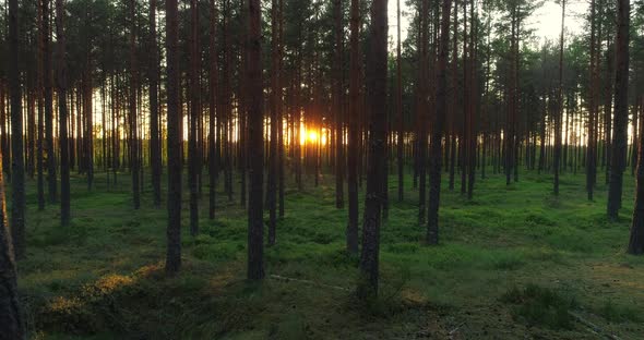 Forest at Sunset Sun Shining Between Pine Tree Trunks During Golden Hour