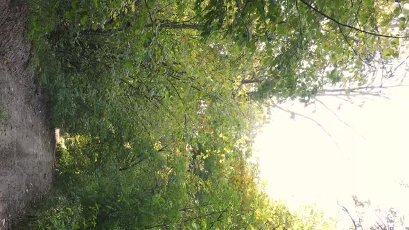 Vertical Video of a Forest Landscape on an Autumn Day in Ukraine