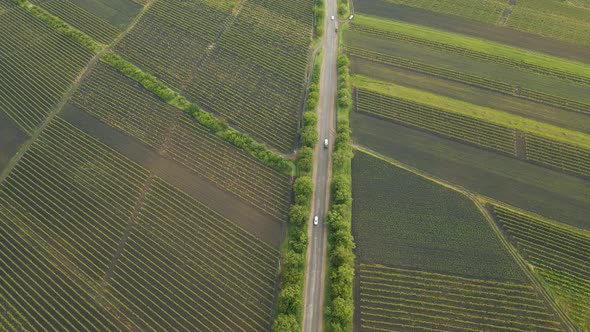 Aerial View Road Agriculture Field Vineyard in Summer Day