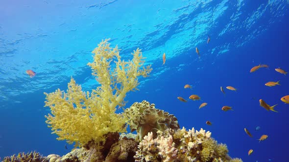 Underwater Tropical Reef