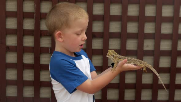 Boy holding an Australian bearded dragon lizard. The child wants to have the reptile taken away.