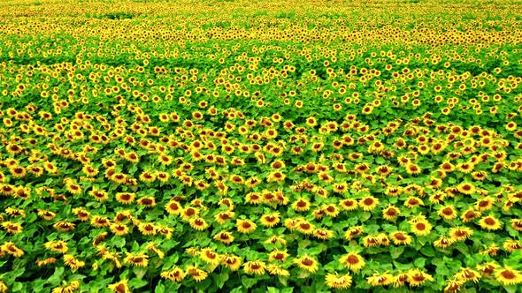 Sunflower blooming field in summer, Poland, aerial view