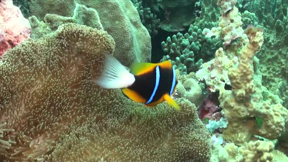 Clark's Anemonefish (Amphiprion clarkii) close up in sea anemone on coral reef