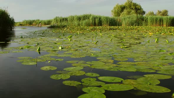 Danube Delta Wetlands In Motion