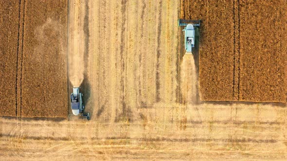 Flying above two blue harvesters working on field, Poland