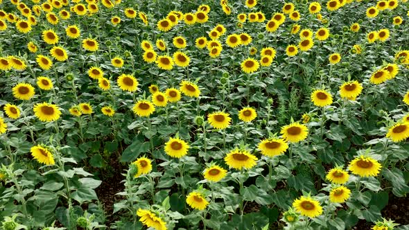 Sunflowers on a Farm to be for Harvested into Oil and Seeds