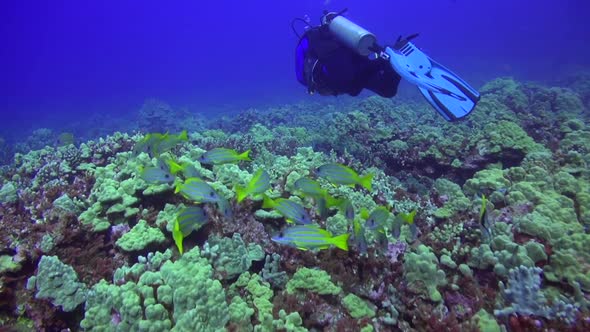 Scuba div er with school of Yellow Stripe Grunt