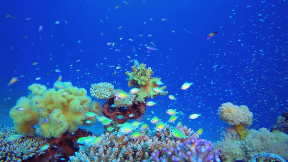 Tropical Coral Garden Marine Life