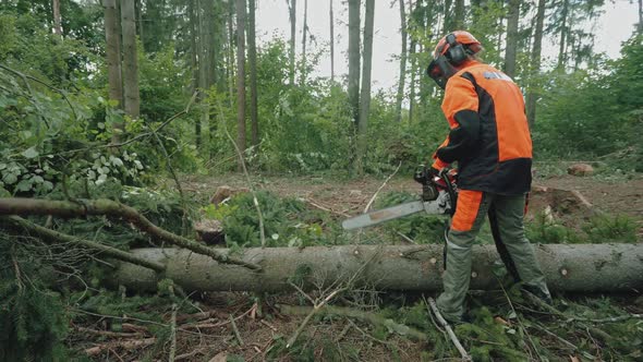 Female Logger in the Forest Young Woman Specialist in Protective Gear Cuts a Tree Branches with a