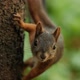 Slow Motion of a Curious Red Squirrel on a Tree Trunk - VideoHive Item for Sale