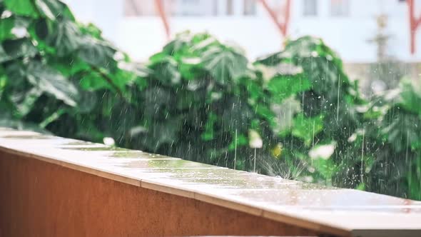 Heavy Rain of the Tropical Forest alt