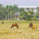 Cows eating green rice and grass field in Kanchanaburi district, - VideoHive Item for Sale