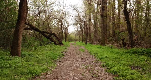 Walkway in the Early Spting Forest, Drone Point of View