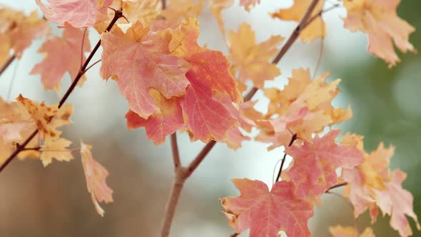 Static shot of leaves blowing in the breeze during Fall