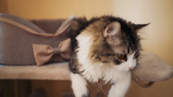 Beautiful Fluffy Cat with Big Ginger Eyes Lies at Home