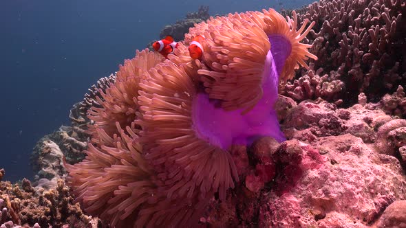 Clown fish (Amphiprion ocellaris) swimming in open purple sea anemone in strong current
