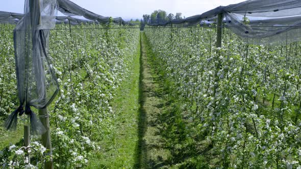 Wide shot of an apple plantation at lake constance in Germany. Sunny day, mountains and lake in the