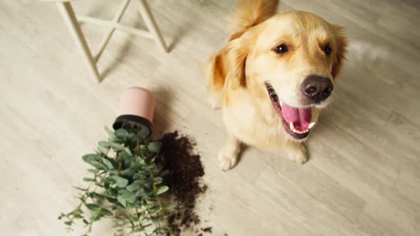 Golden Retriever Dropping Flower in Living Room Top View