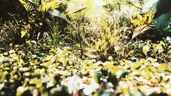 Closeup of a Plants in Tropical Jungle