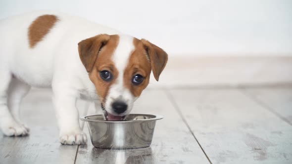 Little Puppy Eating Food From Bowl