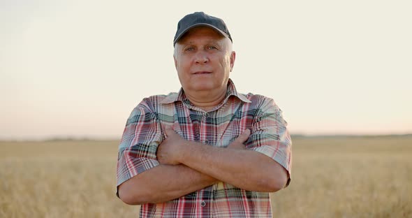 Old Businessman in Check Shirt Standing in Golden Ripening Wheat Field and Smiling