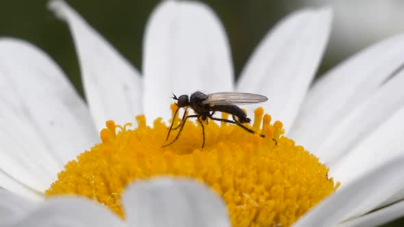 A mosquito is sucking nectar out of a yellow white daisy flower in slow motion, macro shot.