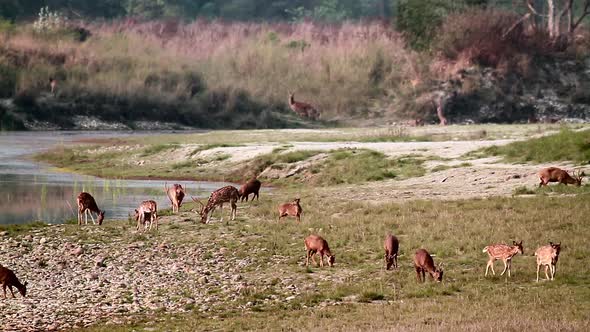 Spotted Deer and hog deer in Nepal 14 Mov154