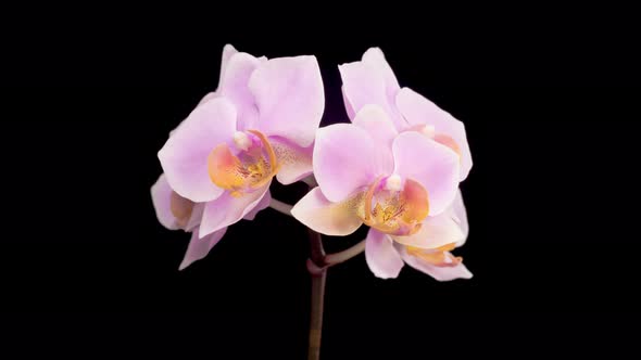 Blooming Pink Orchid Phalaenopsis Flowers