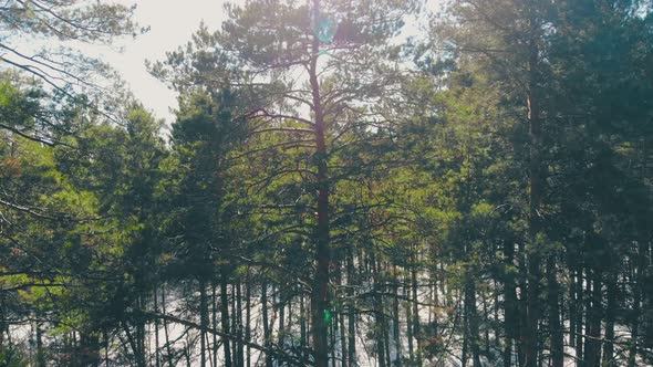 Sunlit High Green Coniferous Tree Forest Covered with Snow