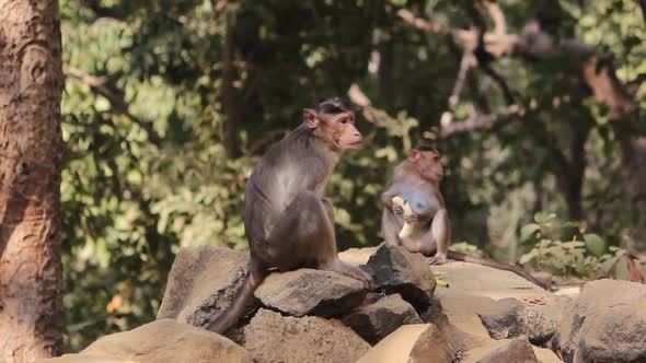 Two Indian young monkey looking at camera with calf eating banana in forest, Bonnet Macaque in fores