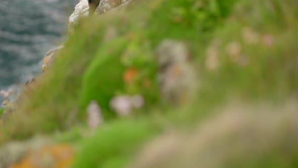 A slow tilting shot reveals pair of razorbills seabirds (Alca torda) sitting on a cliff edge covered