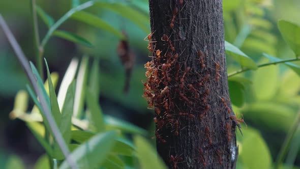 Giant Red Ant Colony Swarming on the Bark of a Tree