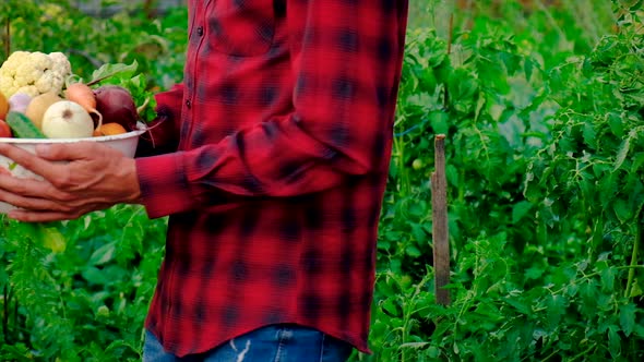 A Man Farmer with a Harvest of Vegetables in His Hands