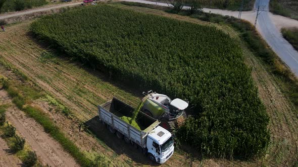 Harvesting Corn Grown in Farmer's Field