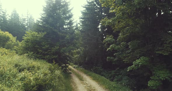 Aerial Forest After Rain with Athmosferic Fog Clouds and Curvy Country Road