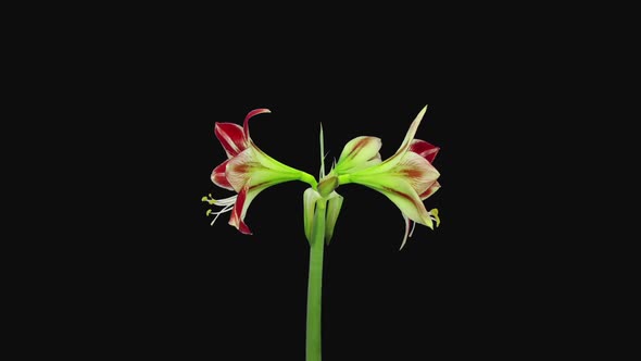 Time-lapse of opening red and white Ambiance amaryllis