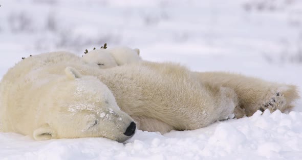 Medium shot of a Polar Bear sow and cubs sleeping. Entire family is sleeping peacefully.