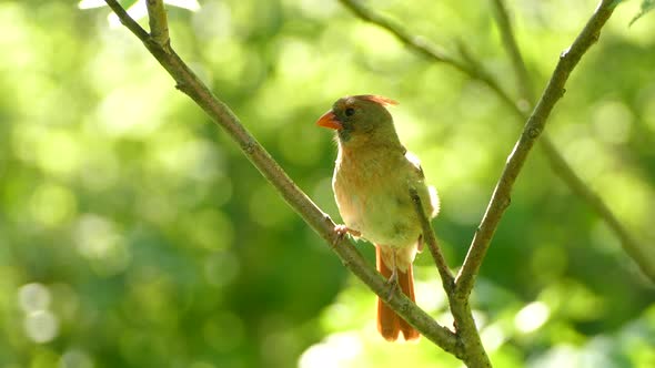 Female Northern Cardinal perched, looking around then taking flight.