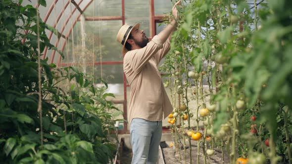 Portrait of Handsome Bearded Young Farmer Walking in Hothouse Checking Growing Tomatos