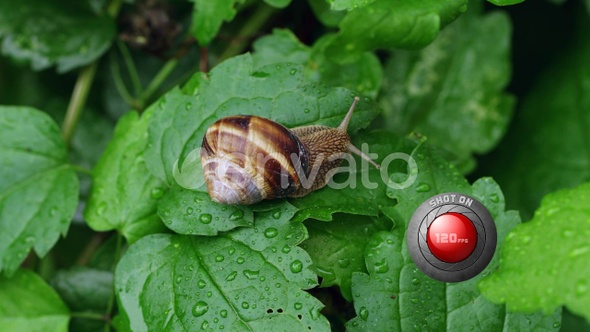 А Snail