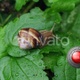 А Snail - VideoHive Item for Sale