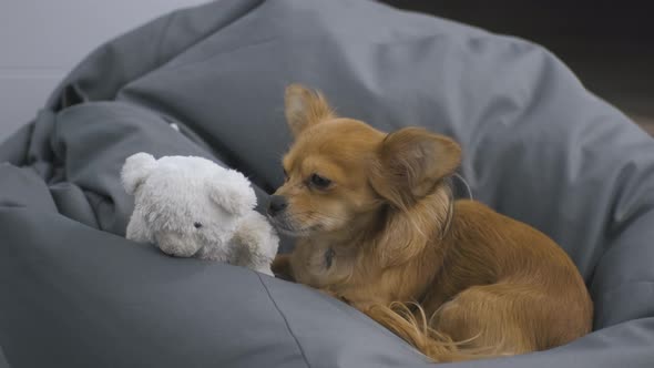 Portrait of Adorable Funny Longhair Chihuaha Dog on a Soft Chair with a Toy