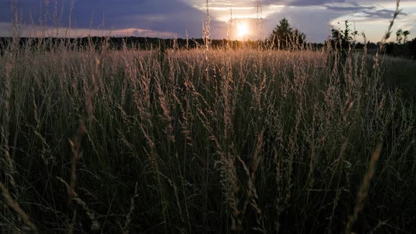 Dry Festuca Pratensis Field the Meadow Fescue Grass in Field at Summer Sunset